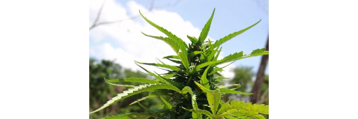 Warum sollte man sein Cannabis Konsum durch eigen Angebautes Gras decken? - Cannabis Konsum durch eigen Angebautes Gras