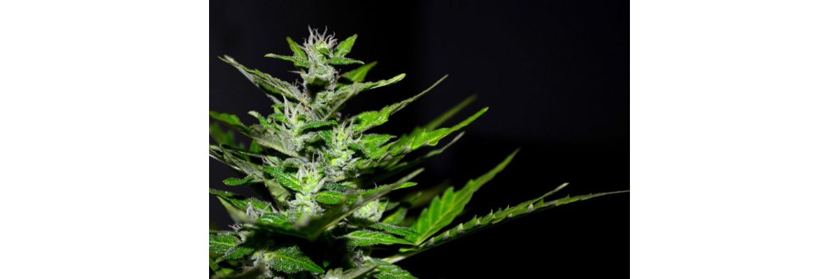 Anfänger Cannabis Anbau Grundwissen – Growguide Teil 1 - Cannabis Anbau für Anfänger: Grundwissen &amp; Tipps