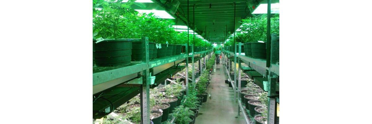 Anfänger Cannabis Anbau Growbox – Growguide Teil 3 - Cannabis Anbau für Anfänger: Die richtige Growbox