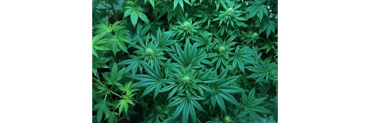 Cannabis pH-Wert senken – einfache Tipps &amp; Tricks für den Anbau - Cannabis pH-Wert senken – Tipps für den Anbau