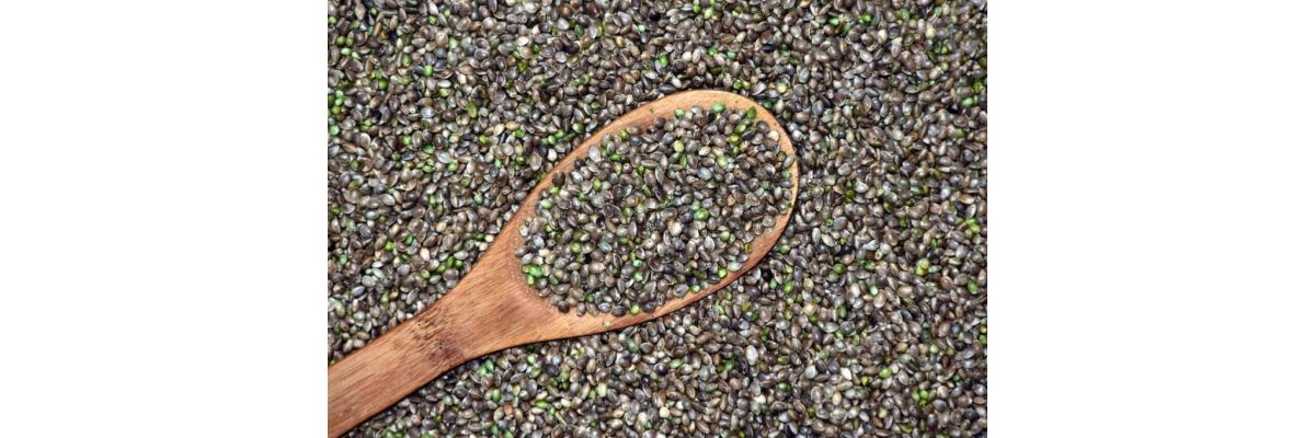 Anfänger Cannabis Anbau Samen – Growguide Teil 7 - Cannabis Anbau für Anfänger: Samen erfolgreich keimen