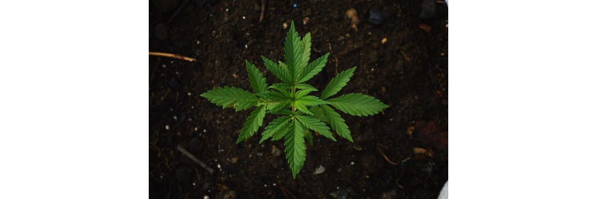 Anfänger Cannabis Anbau Wachstumsphase – Growguide Teil 9 - Cannabis Anbau für Anfänger: Wachstumsphase verstehen