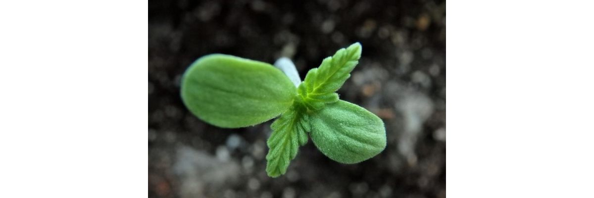 Cannabis Samen keimen lassen mit diesen 3 sicheren Methoden - Cannabis Samen keimen lassen mit diesen 3 Methoden
