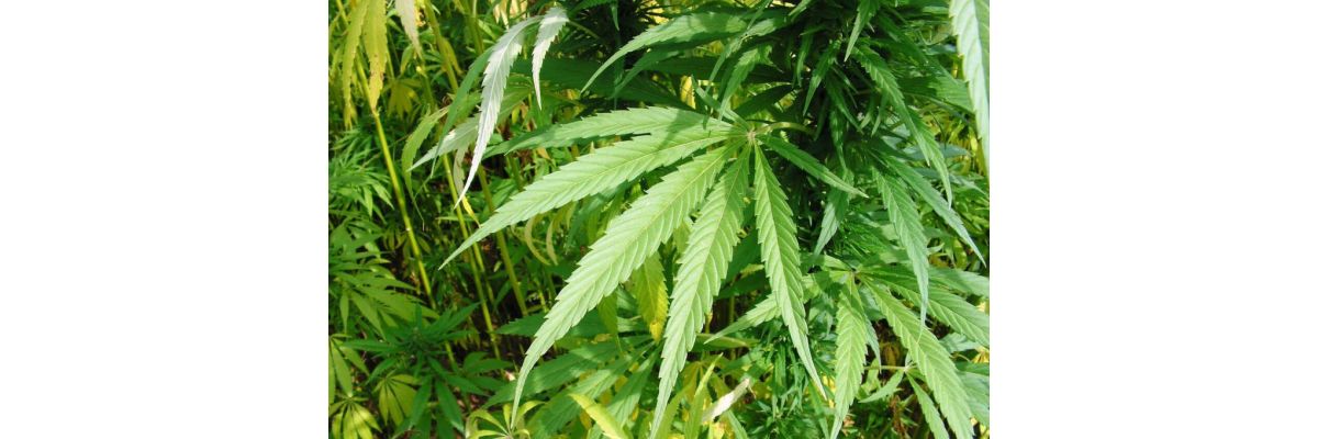 Cannabis Nährstoffmangel, Mangelerscheinugen beim Indoor Anbau - Cannabis Nährstoffmangel &amp; Mangelerscheinugen