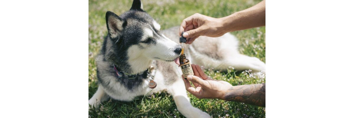 Using CBD with your dog - About experiences, dog biscuits and dosage - Using CBD with your dog - About experiences, dog biscuits and dosage