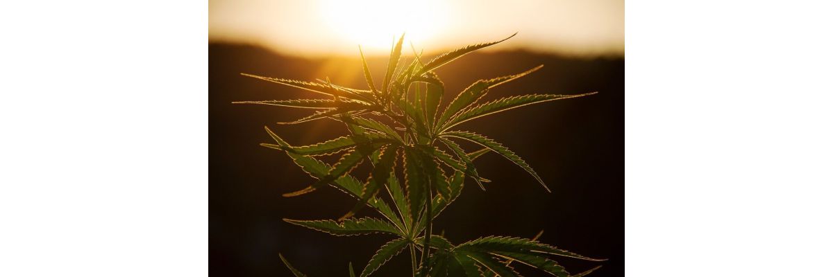 Cannabis Zwitter - Was bedeutet das für meine Pflanzen? - Cannabis Zwitter: Ursachen, Erkennung und Maßnahmen