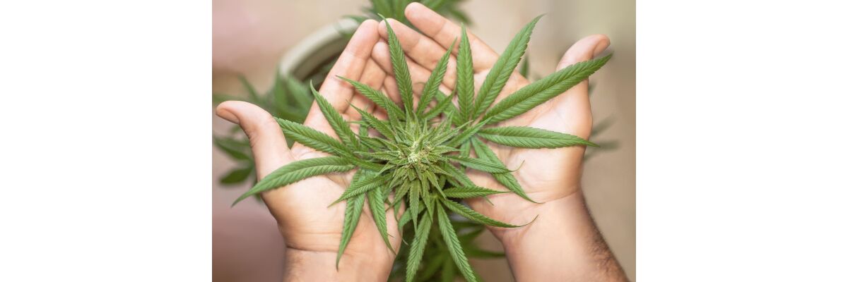 Cannabis-Pflanzengesundheit: Die 10 häufigsten Anfängerfehler – und wie du sie vermeidest - Cannabis-Pflanzengesundheit: Die 10 häufigsten Anfängerfehler – und wie du sie vermeidest