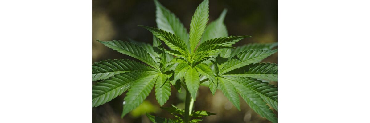 Cannabis Topping & LST einfach erklärt – Deine Pflanze sanft Beschneiden - Cannabis Topping & LST einfach erklärt – Deine Pflanze sanft Beschneiden