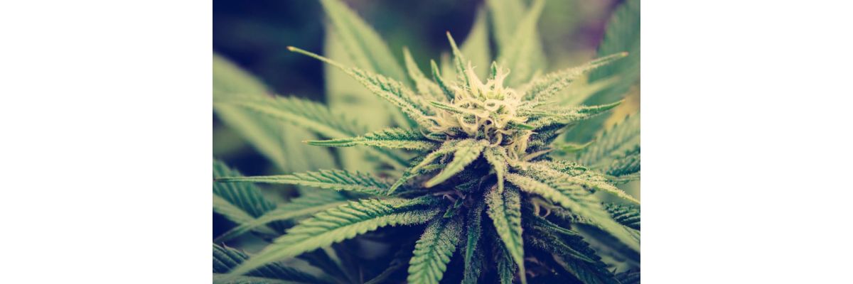 Die 5 besten Cannabis Tipps &amp; Tricks für die Blüte beim Indoor Anbau - Die 5 besten Cannabis Tipps &amp; Tricks für die Blüte