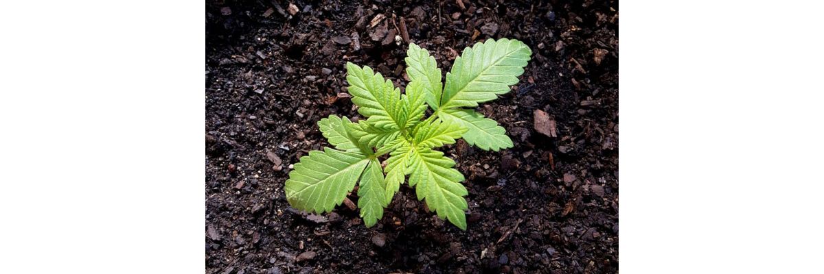 Cannabis Erde Mischen mit diesen einfachen Tipps für Einsteiger - Cannabis Erde Mischen mit diesen einfachen Tipps!