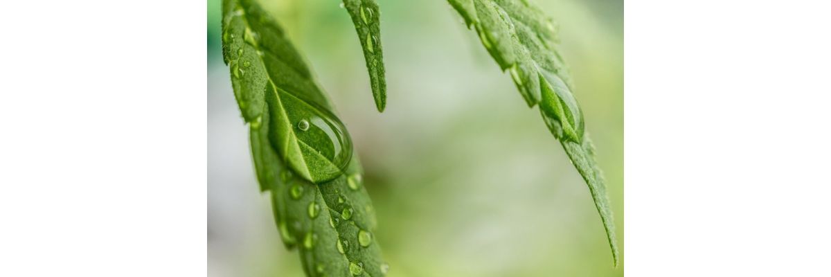Cannabis Gießen in der Blüte &amp; Wachtumsphase – Tipps für Einsteiger - Cannabis Gießen in der Blüte &amp; Wachtumsphase
