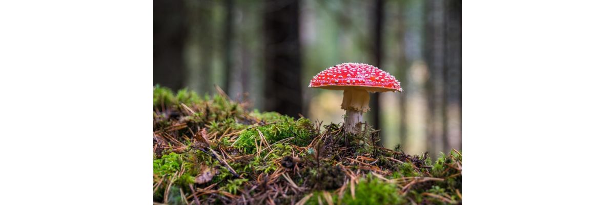 Magic Mushrooms kaufen – Allgemeines zu den Zauberpilzen - Magic Mushrooms kaufen: Sichere Bezugsquellen