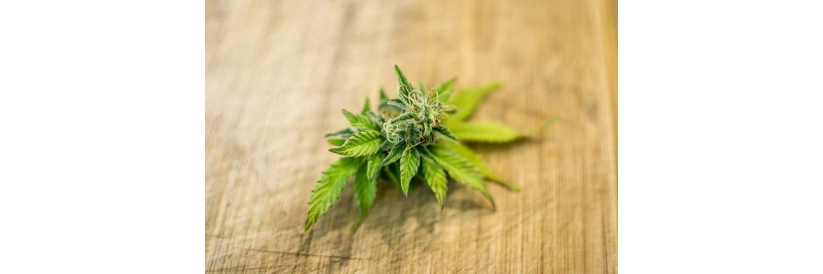 Cannabis Outdoor Anbau Grundwissen – Schritt für Schritt zur Ernte - Cannabis Outdoor Anbau: Grundwissen und Tipps