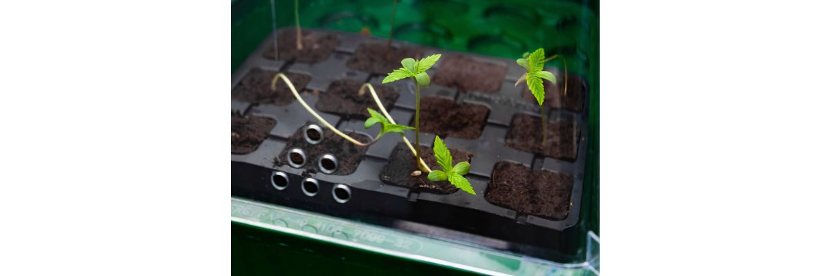 Cannabis Autoflowering Outdoor Samen – 5 Fakten im Check - Cannabis Autoflowering Outdoor Samen