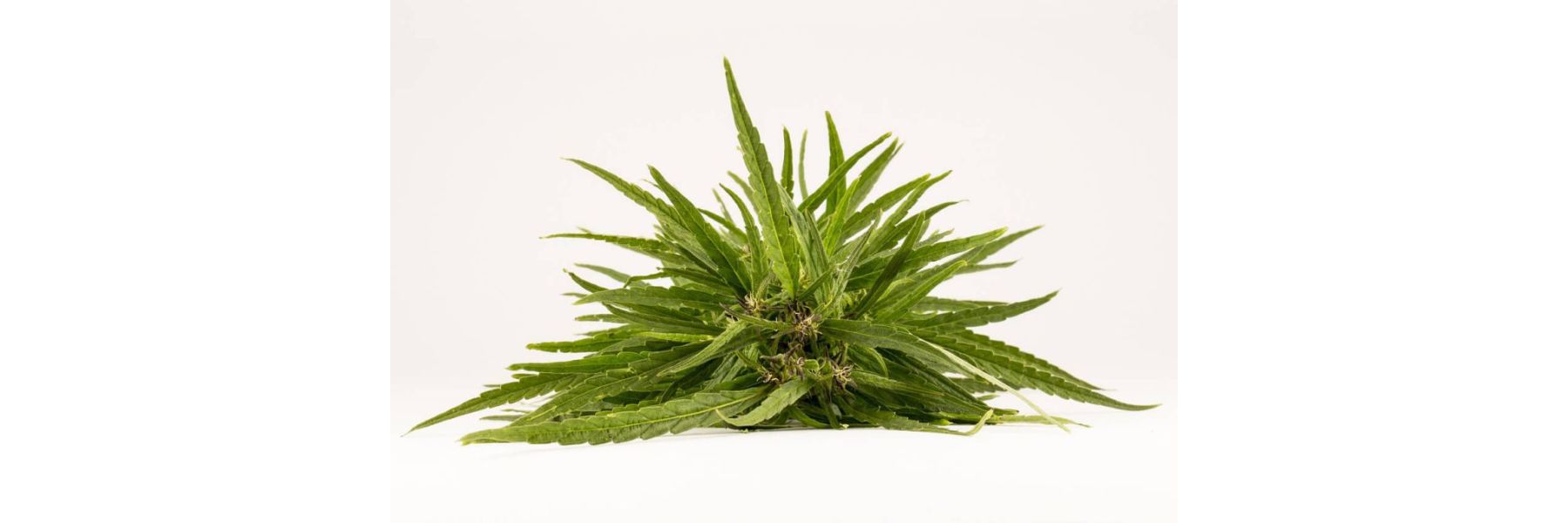 Cannabis gelbe Blätter: Ursachen und Lösungen