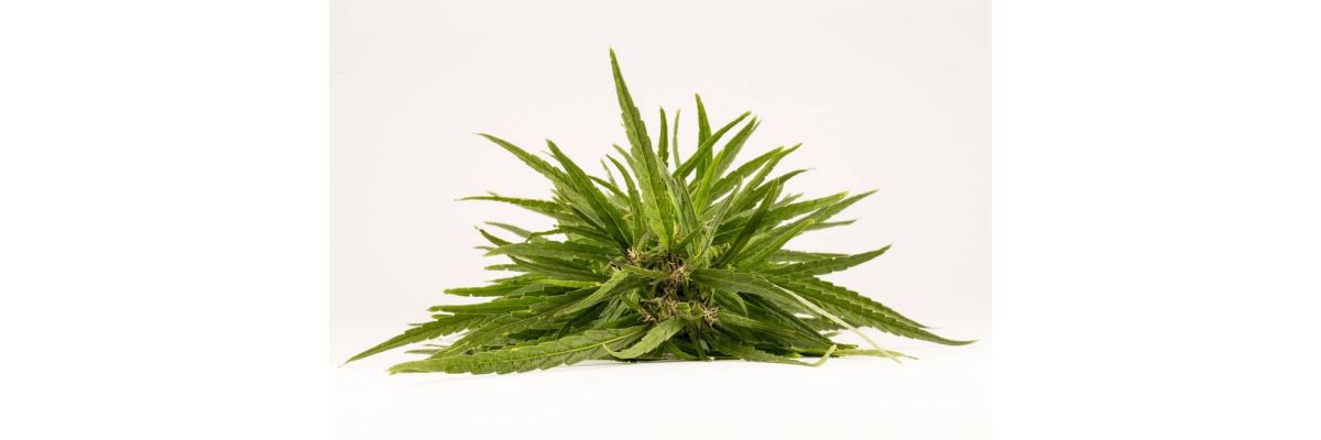 Cannabis gelbe Blätter – Was tun Abschneiden oder wachsen lassen? - Cannabis gelbe Blätter: Ursachen und Lösungen 