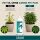 Canna pH+ Plus 1 Liter – pH-Heber