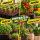 Canna Terra PLUS 50 Liter – Premium Erde