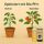 BioBizz pH-Minus & Plus Set – Bio pH Regulierungsset