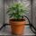 Drip Irrigation Distributor with 60 Emitters – Drip Irrigation Set