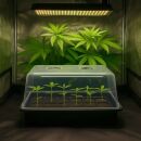 Cutting Propagation Kit Basic – Starter Kit for Plant Cuttings
