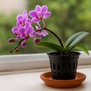 Gitternetztopf 14 cm – Hydroponik Gittertopf