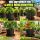 Square Plant Saucer 37 x 37 x 3.6 cm – Plant Pot Drip Tray