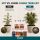 Canna Terra 6-Teiliges Dünger Set XL – Mineralischer Grow Dünger