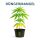 Plagron Growmix Erde-Set – Anzuchterde Komplettset