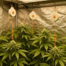 Pflanzen Yo-Yo – Pflanzenhalterung Grow