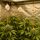 Plant Yo-Yo – Plant Support Grow