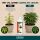 Canna ph- Minus Wuchs 1 Liter