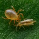 N. Cucumeris Sachets 25 pcs - Against Thrips