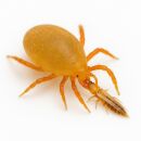 N. Cucumeris Sachets 5 pcs - Against Thrips