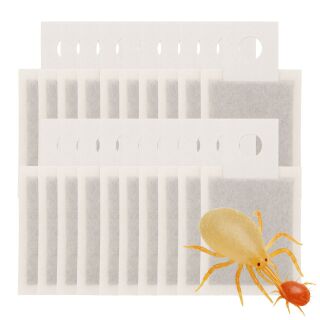 Amblyseius andersoni Sachet 25 pcs - Against Spider Mites