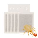 Amblyseius andersoni Sachet 5 pcs - Against Spider Mites