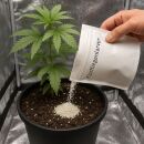 1000 Lacewing Larvae - Versatile Beneficial Insect for...