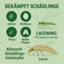 1000 Lacewing Larvae - Versatile Beneficial Insect for Pest Control