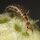 1000 Lacewing Larvae - Versatile Beneficial Insect for Pest Control
