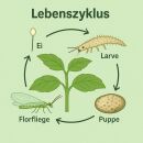 500 Live Aphid Larvae - Versatile Beneficial Insect for Pest Control