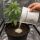 500 Live Aphid Larvae - Versatile Beneficial Insect for Pest Control