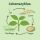 500 Live Aphid Larvae - Versatile Beneficial Insect for Pest Control