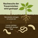 SF Nematoden 1 Mio. - gegen Trauermücken Nützlinge