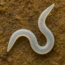 SF Nematodes 6 Million - Beneficial Nematodes for Fungus Gnat Control
