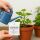 SF Nematodes 6 Million - Beneficial Nematodes for Fungus Gnat Control