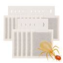 Amblyseius andersoni Sachet 15 pcs - Against Spider Mites