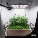 Bio2Grow Living Soil Beet 90x90x45 cm –...