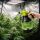 Elektrischer Drucksprüher 2 Liter - Sprühflasche Grow