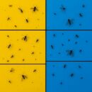 Blautafel & Gelbtafel 40x25 cm je 12 Stück – Insektenfallen Pflanzen
