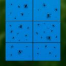 Blautafel gegen Thripse 40x25 cm 12 Stück – Klebefallen für Thripse